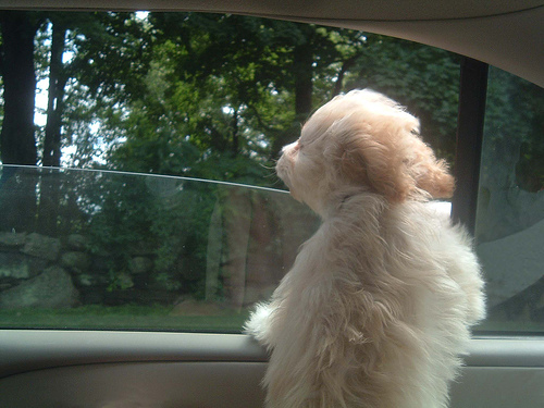 Beige puppy peeking out of a car window