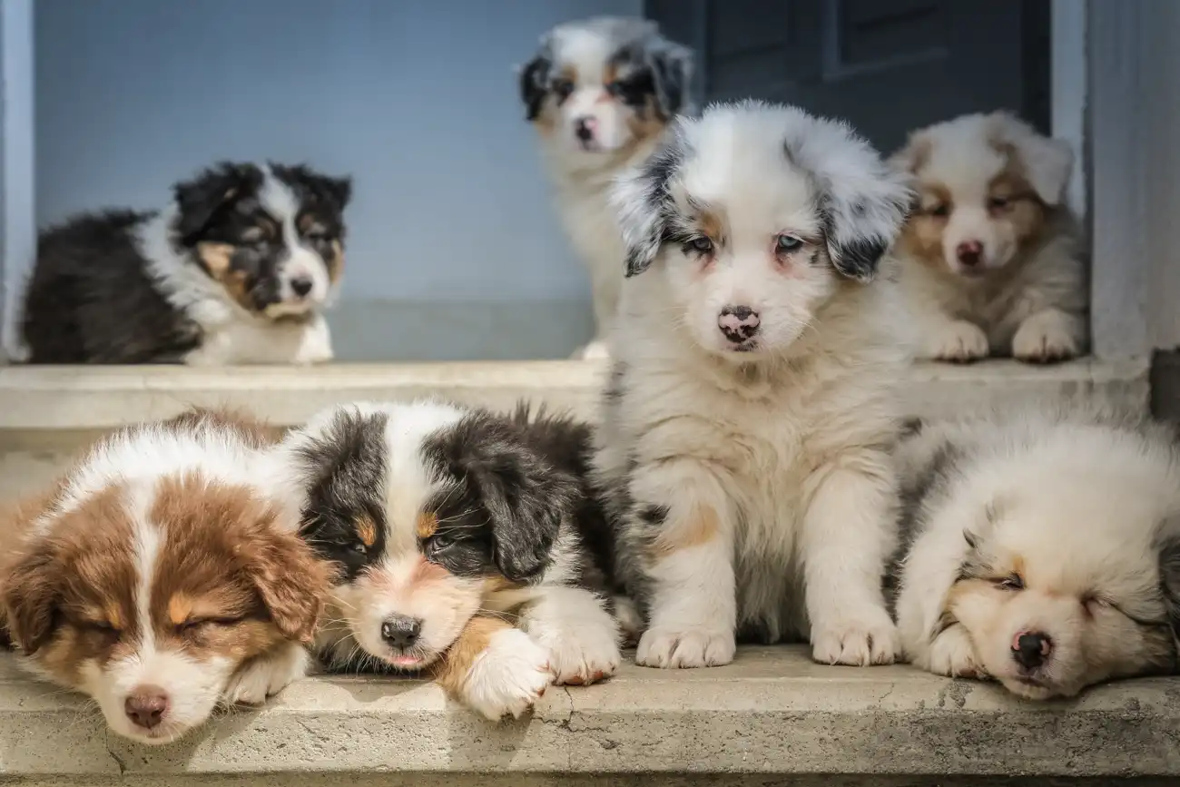 Many puppies sitting on the steps of a staircase