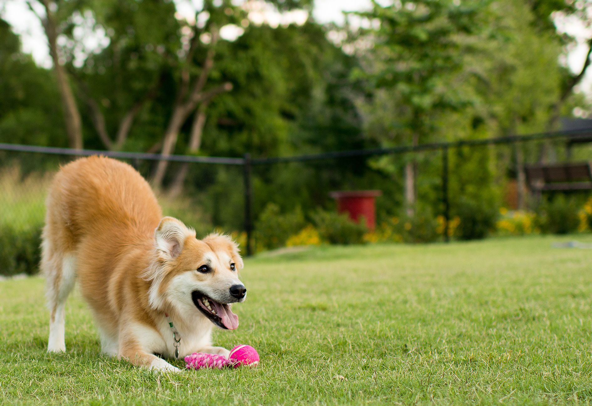 Light brown dog playing with a pink ball outdoors.